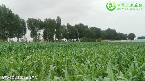 甘州区以优势产业带为主示范推广绿色种养循环农业面积10万亩