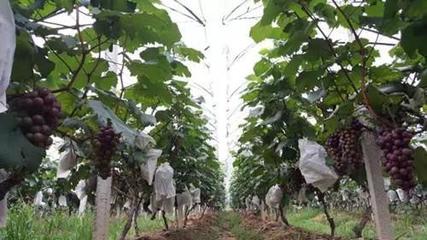标准化建设及品牌建设 赣州市优农农业专业合作社生产的葡萄 获评2017年度“江西省名牌产品”